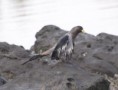 /album/photogallery/plantain-eater-at-edge-of-water-at-tendaba-jpg/